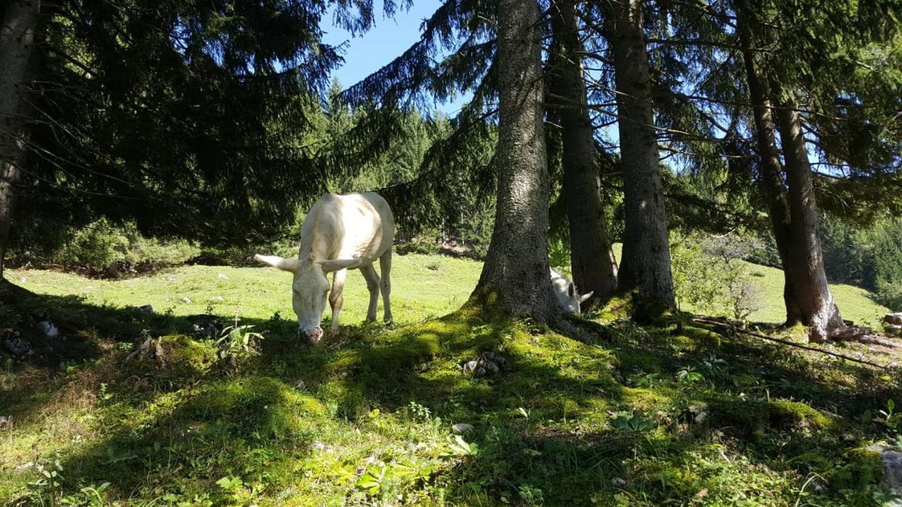 Appartement Leh Annaberg im Lammertal Esterno foto